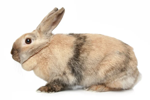 白色背景的可爱兔子 — 图库照片