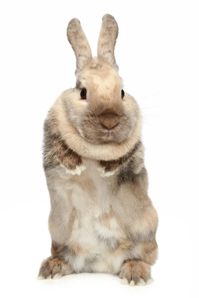 Schattig konijn op een witte achtergrond — Stockfoto