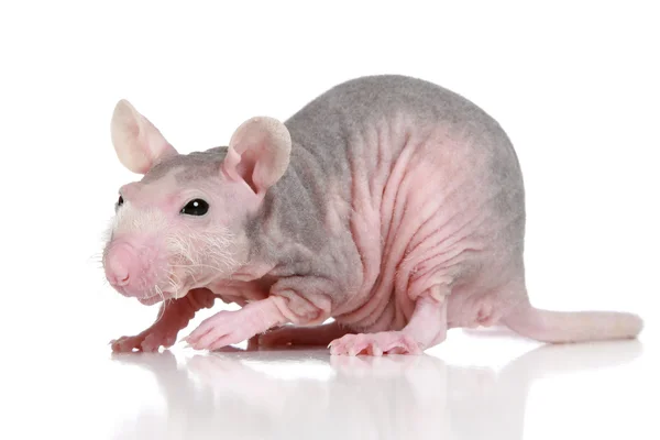 Haarlose Ratte Posiert Auf Weißem Hintergrund — Stockfoto