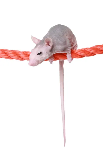 Hairless Rat Rope — Stock Photo, Image