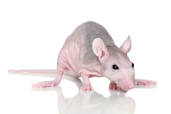 Rato esfinge sobre um fundo branco — Fotografia de Stock