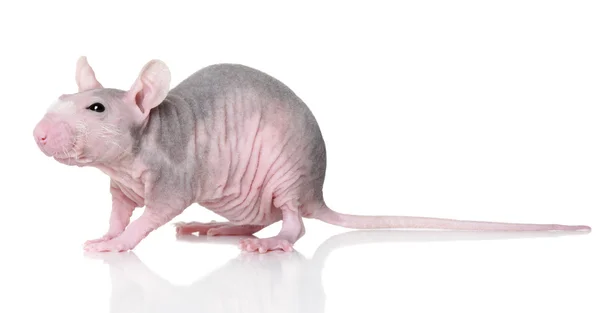 Haarloze Rat Poseren Een Witte Achtergrond — Stockfoto