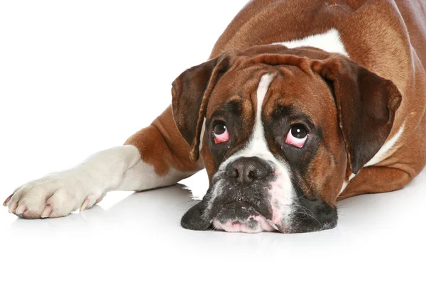 Боксерський собака сумний, лежить на білому тлі — стокове фото
