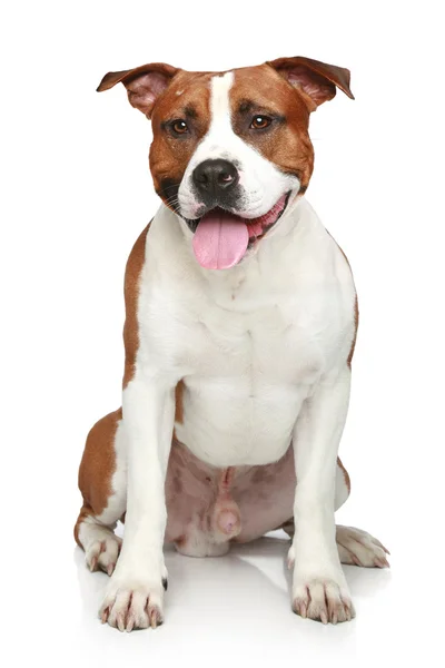 Staffordshire terrier sitting on a white background — Stock Photo, Image