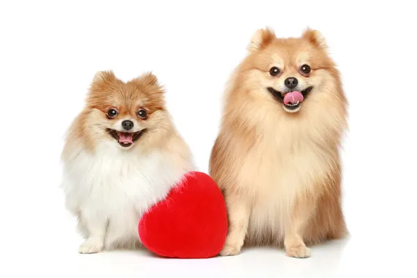 在爱情中的两个斯皮茨小狗 — 图库照片
