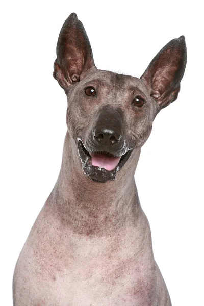 Close-up portrait of a Peruvian hairless dog — Stock Photo, Image