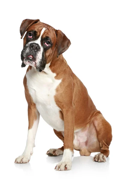 Портрет Боксерської Собаки Білому Тлі — стокове фото