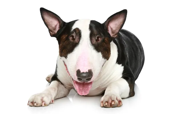 Bull Terrier sdraiato su uno sfondo bianco — Foto Stock