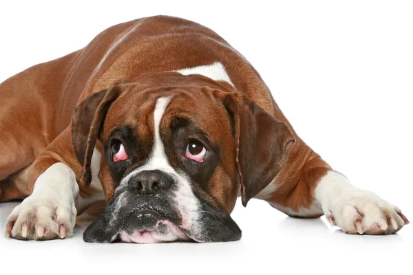 Boxer Cão Triste Deitado Sobre Fundo Branco — Fotografia de Stock