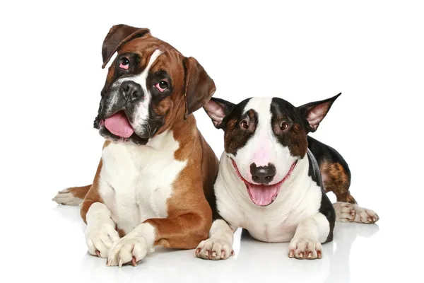 Boxer e Bull Terrier poggiano su uno sfondo bianco — Foto Stock