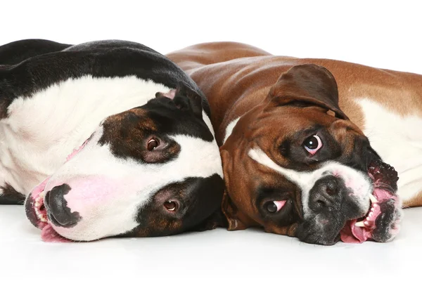 Bull terrier och boxer vilar på en vit bakgrund — Stockfoto