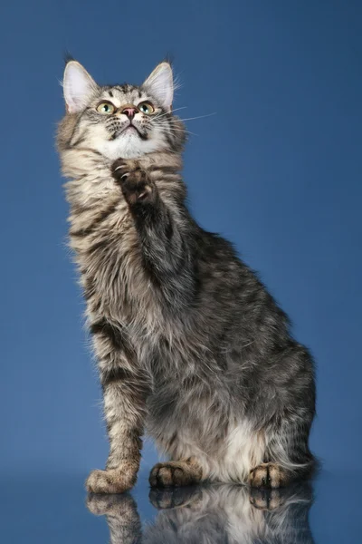 メインクーン猫ネコ暗い青色の背景に 足を引っ張る — ストック写真