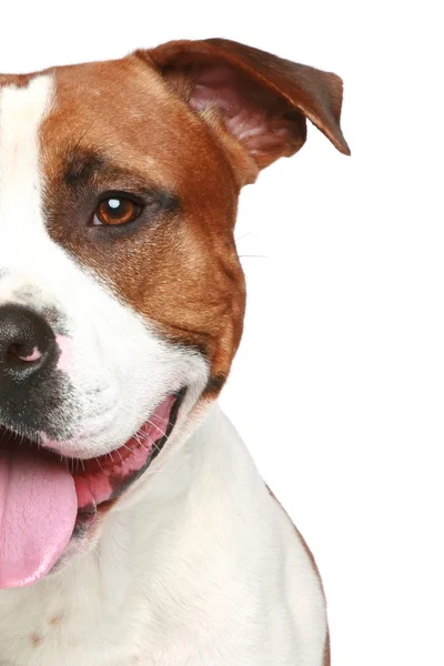 Staffordshire terrier. Namlu portre yarısı — Stok fotoğraf