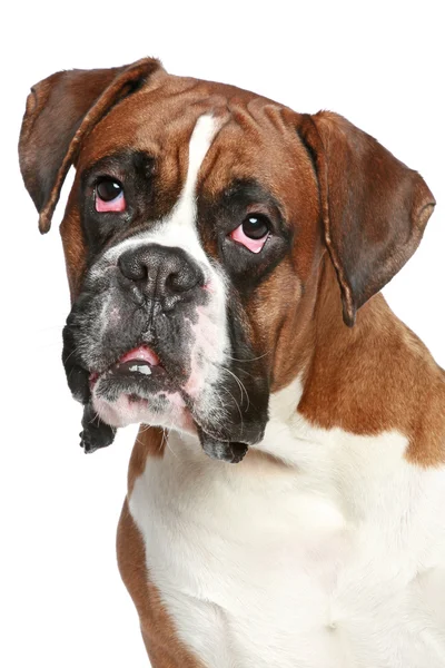 Boxer chien gros plan portrait — Photo