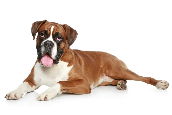 Boxer kutya portré — Stock Fotó