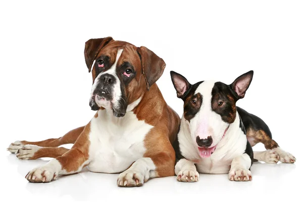 Boxer e Bull Terrier poggiano su uno sfondo bianco — Foto Stock
