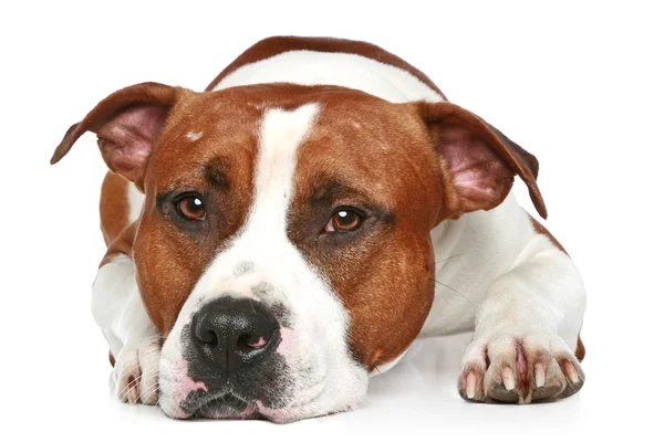 Triste Staffordshire Terrier Acostado Sobre Fondo Blanco Retrato Primer Plano — Foto de Stock