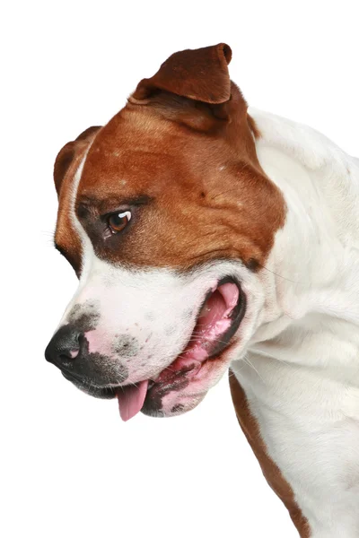 Staffordshire terrier. Close-up portrait — Stock Photo, Image