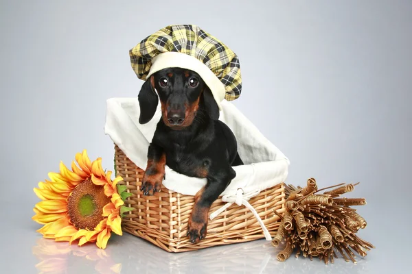 Dachshund Puppy Sitting Basket Gray Background — Stock Photo, Image