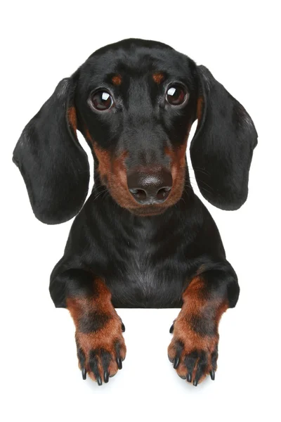 Μίνι είδος γερμανικού κυνηγετικού σκύλου. Close-up πορτρέτο — Φωτογραφία Αρχείου