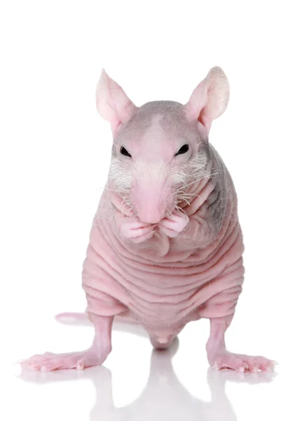 Hairless rat on a white background — Stock Photo, Image