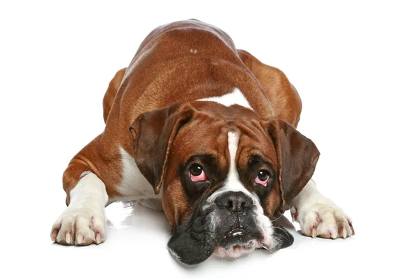 Боксерський Собака Сумний Лежить Білому Тлі — стокове фото