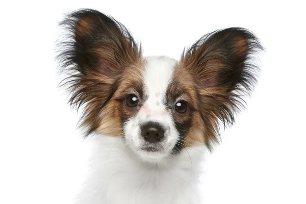 パピヨン犬 白い背景の上のクローズ アップの肖像画 — ストック写真