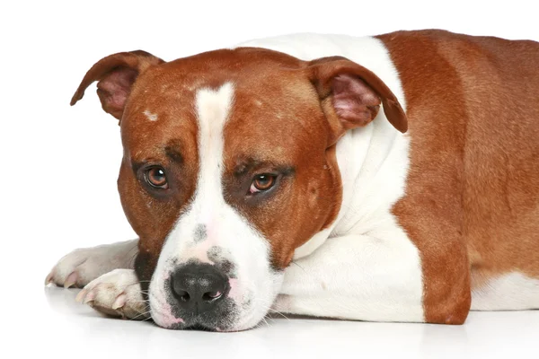 Terrier triste Staffordshire sdraiato su uno sfondo bianco — Foto Stock
