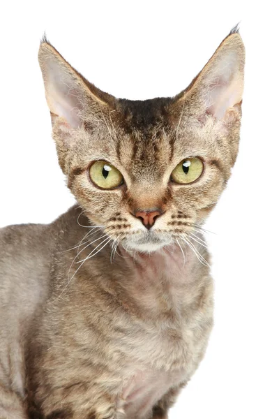 Devon rex katt. närbild porträtt — Stockfoto