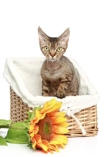 Devon Rex Cat Wattled Basket White Background — Stock Photo, Image