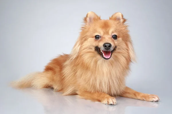 Tyska Spitz Hund Liggande Grå Bakgrund — Stockfoto