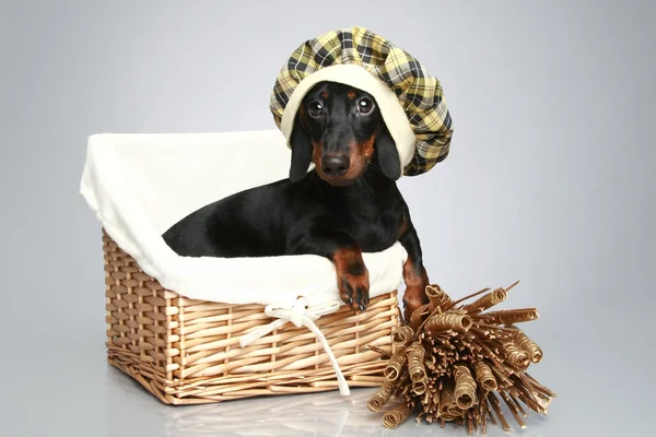 Mini dachshund em boné, retrato — Fotografia de Stock