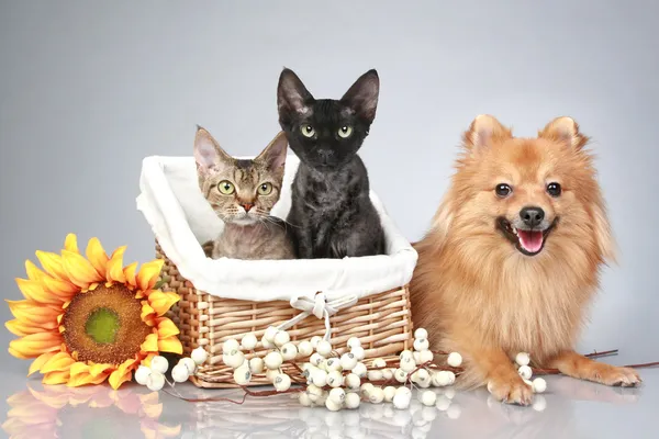 Spitz Hund Mit Devon Rex Katzen Auf Grauem Hintergrund — Stockfoto
