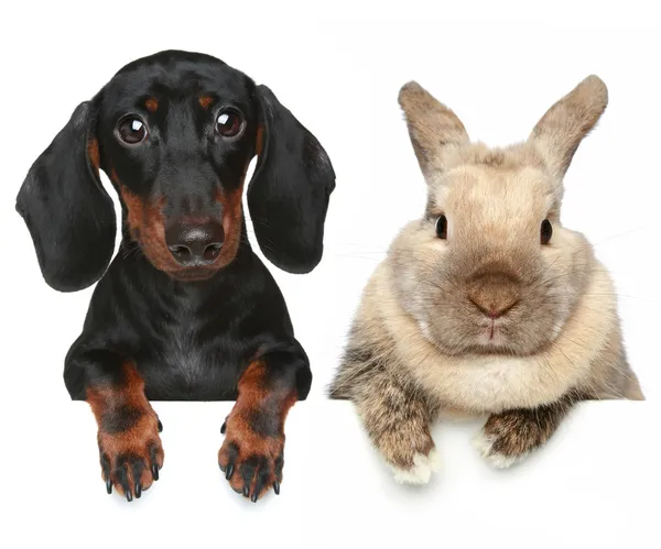 ウサギと犬。クローズ アップの肖像画 — ストック写真