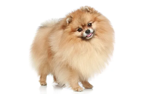 Pomeranian Spitz Dog Retrato Sobre Fondo Blanco — Foto de Stock