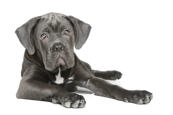 Cane Corso puppy on a white background — Stock Photo, Image