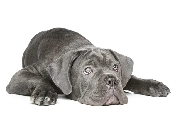 Cane corso pup liggend op een witte achtergrond — Stockfoto