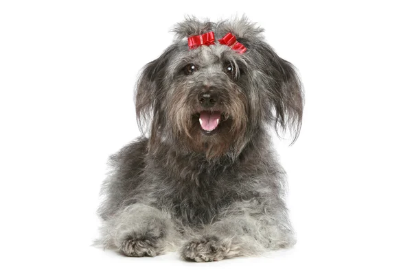 Shaggy Gray Mongrel Red Ribbons Lying White Background Stock Image