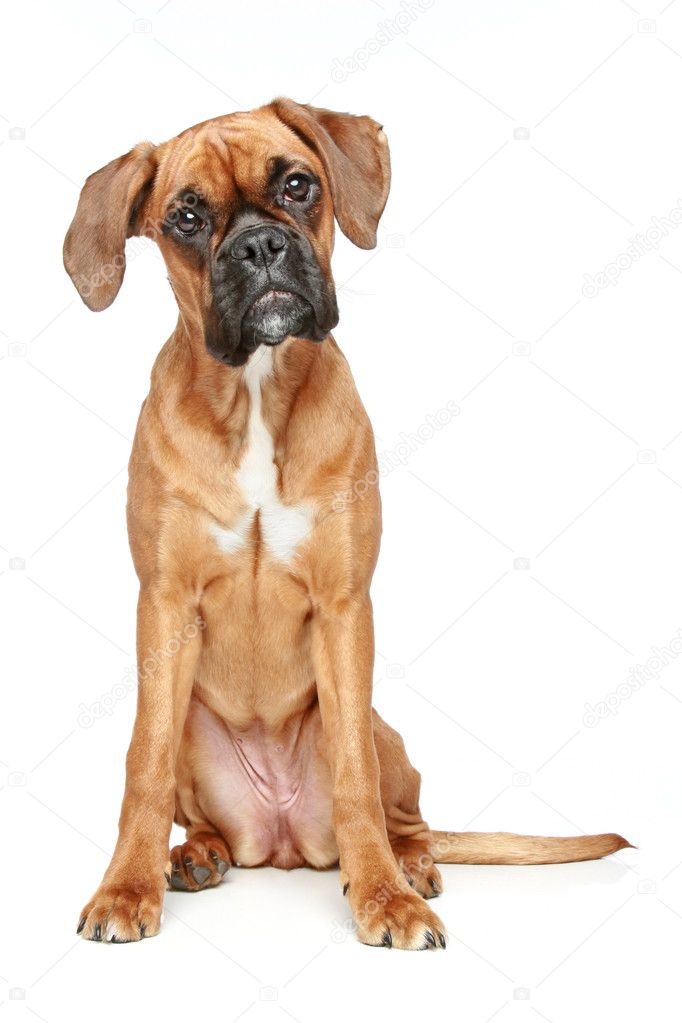 Funny boxer puppy sitting on a white background