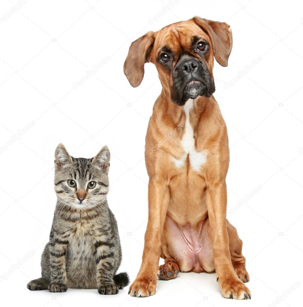 Brown cat and dog Boxer breed on a white background