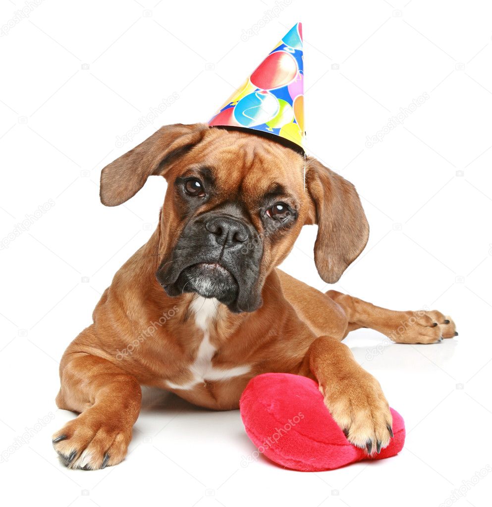 German Boxer puppy in party cap with red heart on white