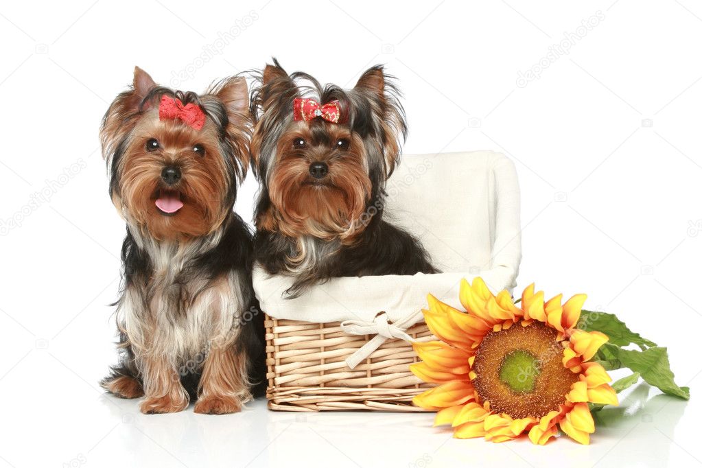 Yorkshire Terrier Puppies with wattled basket on a white background