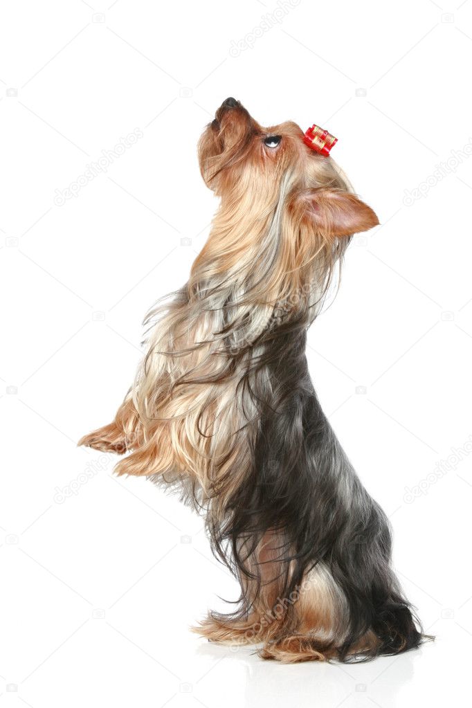 Yorkshire Terrier standing on back paws on a white background