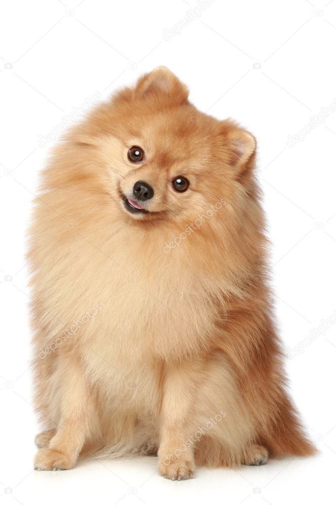 Ridiculous spitz-dog sits on a white background
