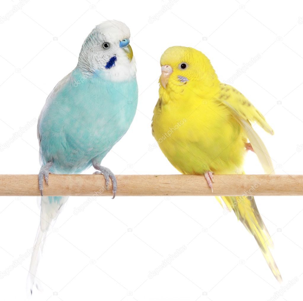 Two Budgie sit on a perch on a white background