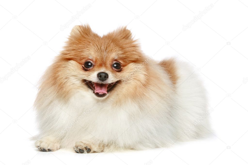 Funny Spitz puppy lying on a white background