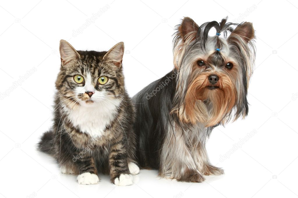 Striped kitten and yorkshire terrier on a white background