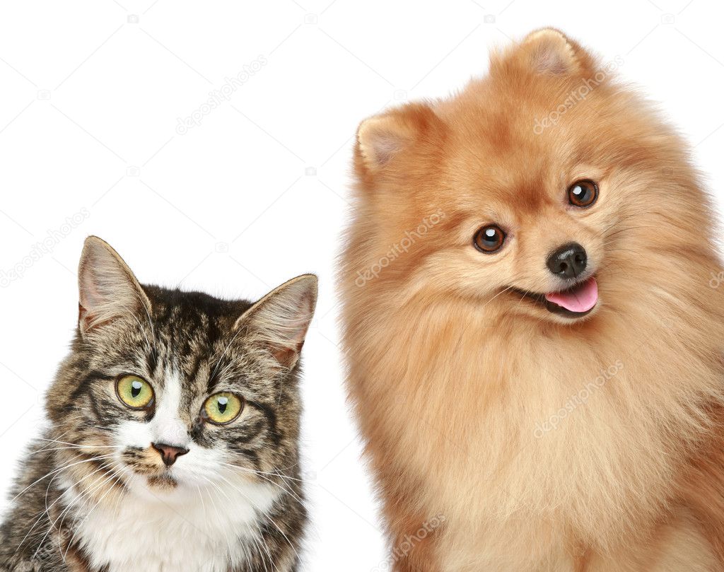 Cat and Spitz puppy