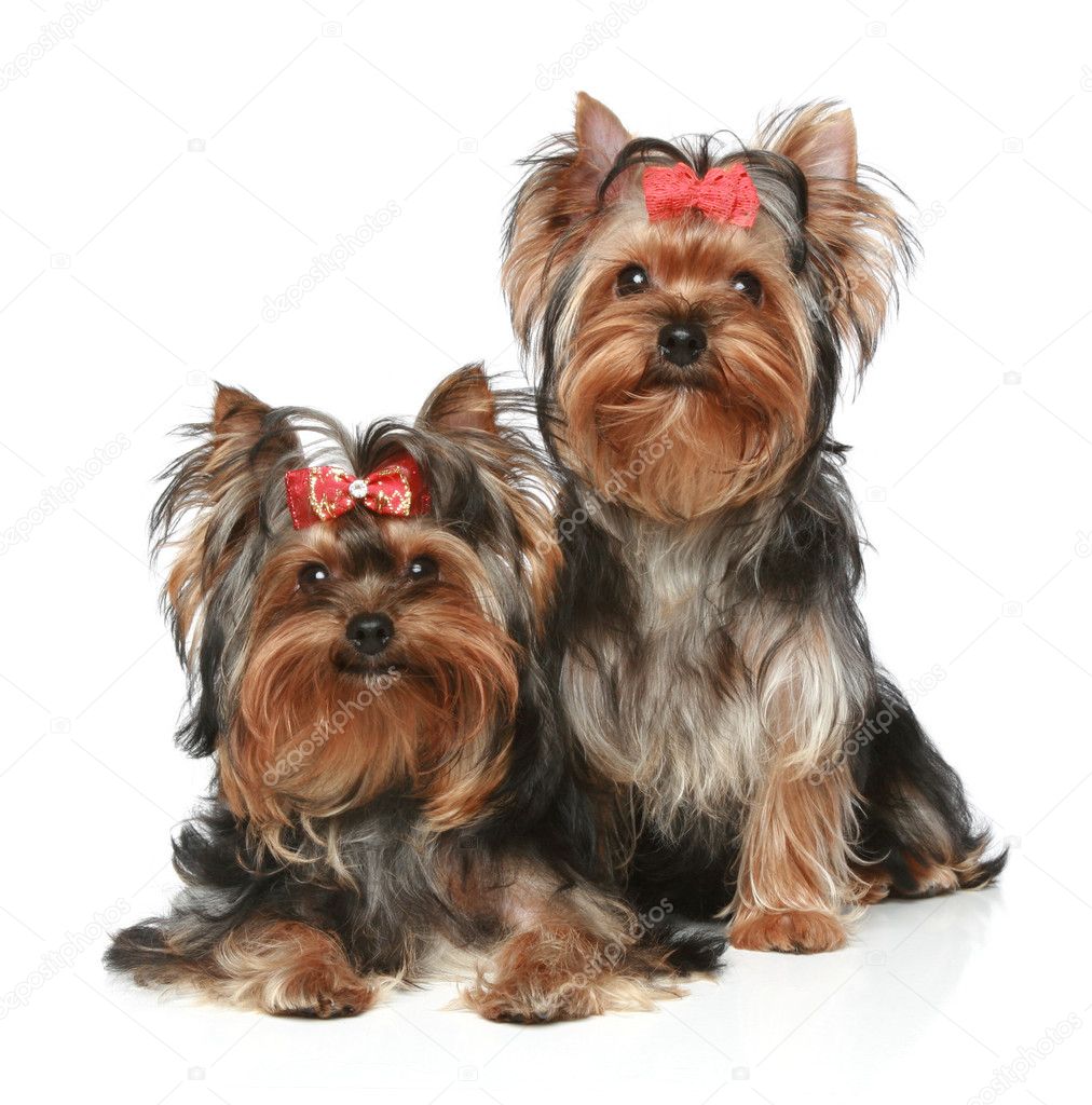 Two Yorkshire Terrier Puppies on a white background