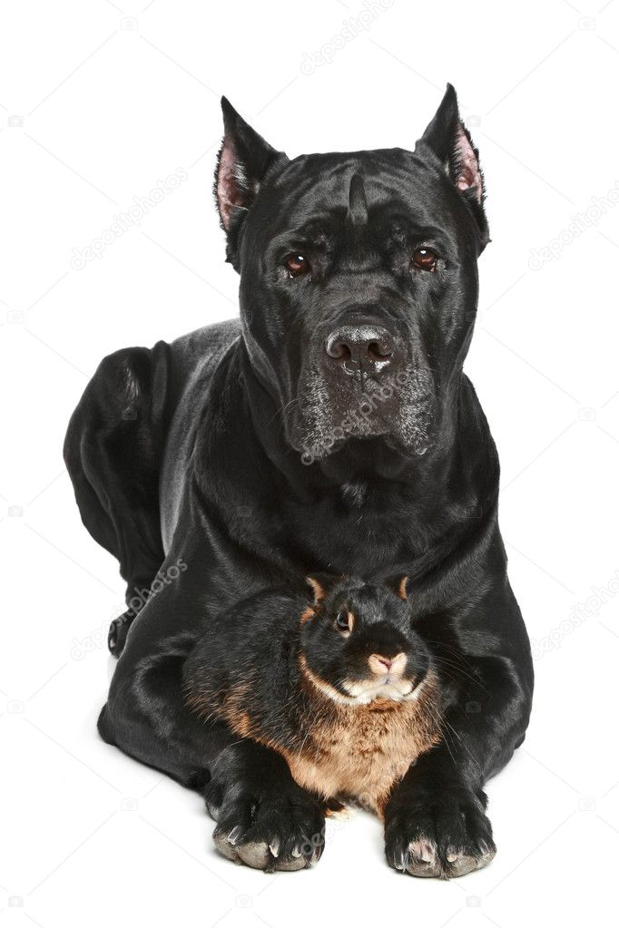 Cane Corso dog with small rabbit lying on a white background